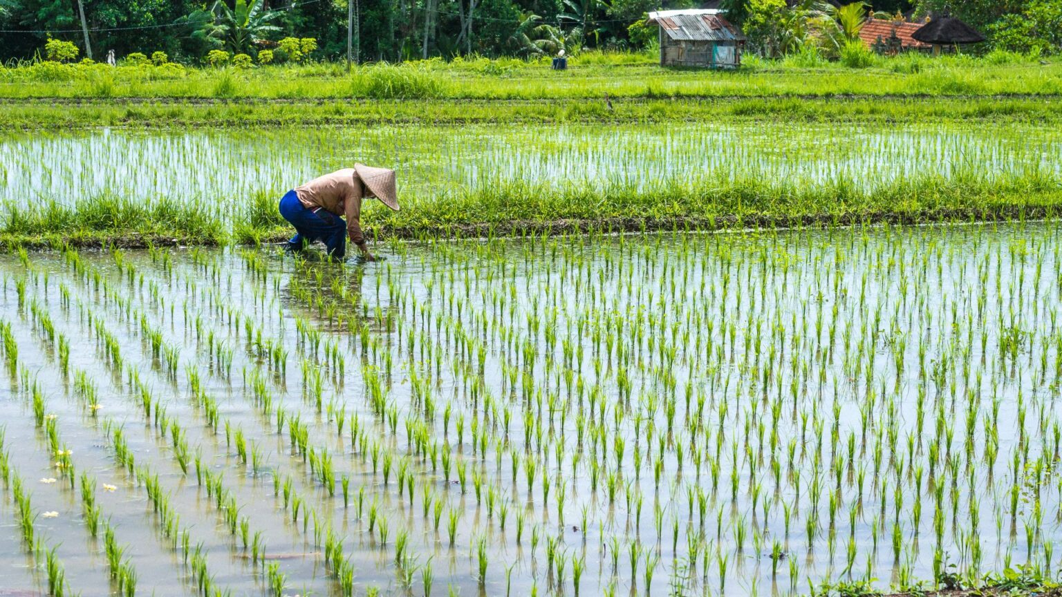 farmer-transplant-rice-in-a-field-bali-indonesia-2021-08-27-09-37-52-utc